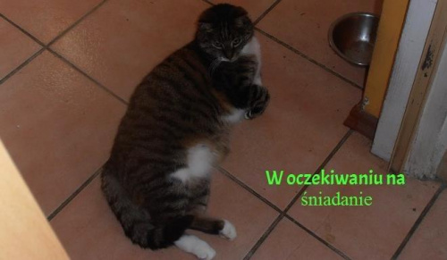 Obrazek