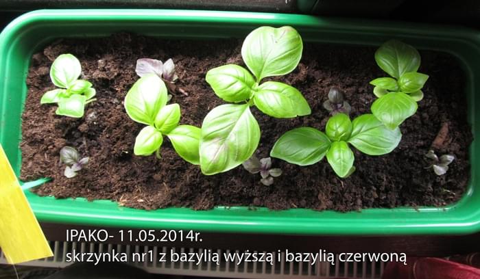 Obrazek