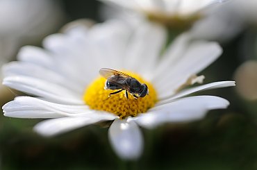 jakis robal na Margaricie #kwiaty #ogrody #macro #Margarita