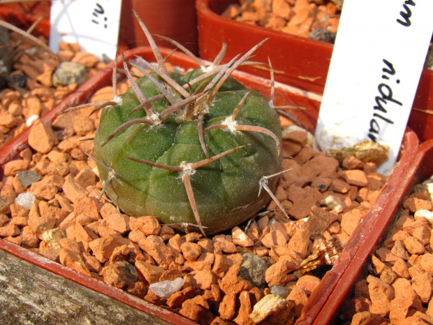 Gymnocalycium nidulans WR 121a