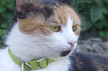 spacer z Lu #kot #koty #kwiatki #maj