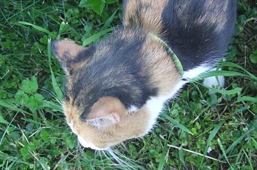 spacer z Lu #kot #koty #kwiatki #maj