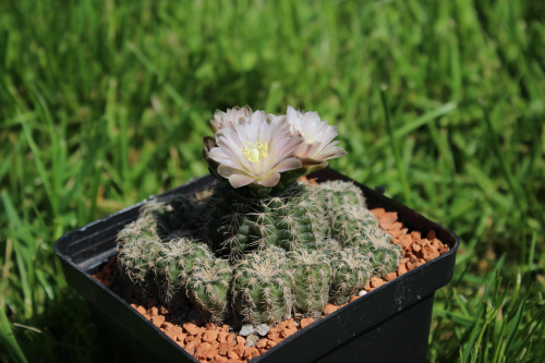 Gymnocalycium lafaldense f. spinossimum