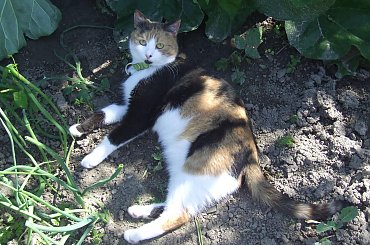 spacer z Lu #kot #koty #kwiatki #maj