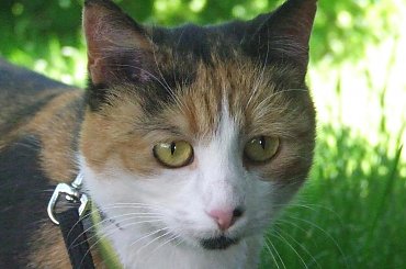 spacer z Lu #kot #koty #kwiatki #maj