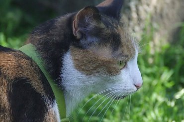 spacer z Lu #kot #koty #kwiatki #maj