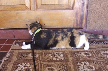 spacer z Lu #kot #koty #kwiatki #maj