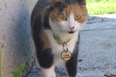 spacer z Lu #kot #koty #kwiatki #maj