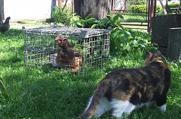 spacer z Lu #kot #koty #kwiatki #maj