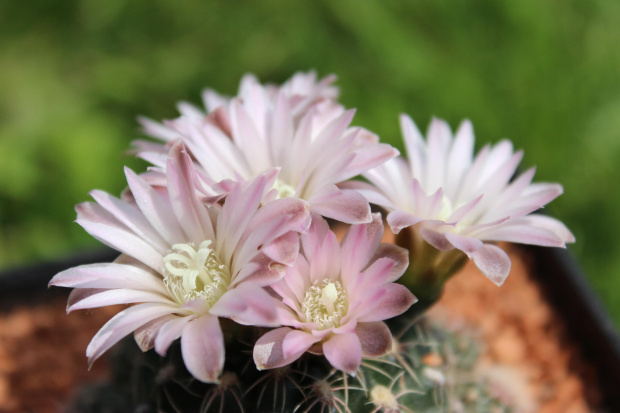 Gymnocalycium bruchii v. brigittae