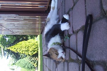 spacer z Lu #kot #koty #kwiatki #maj