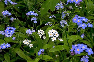 Ocipiałe? osiwiałe? Kto to widział?! Niezapominajki białe?! #niezapominajka #kwiat #biel