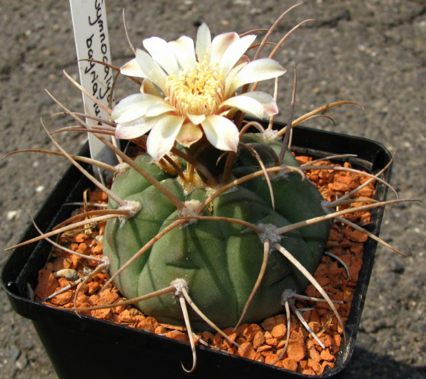 Gymnocalycium bayrianum