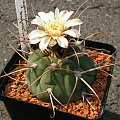 Gymnocalycium bayrianum