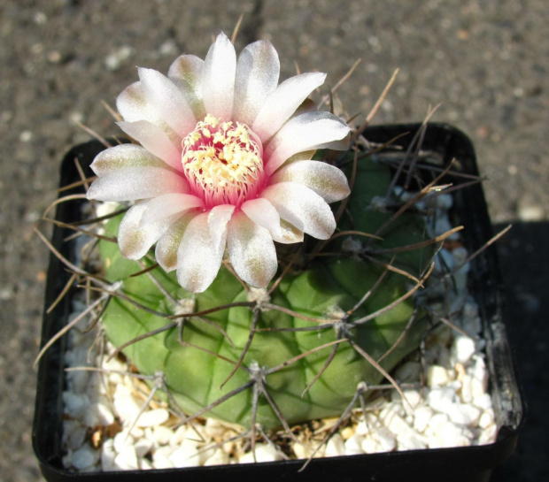 Gymnocalycium bozsingianum v. longispinum