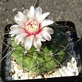 Gymnocalycium bozsingianum v. longispinum