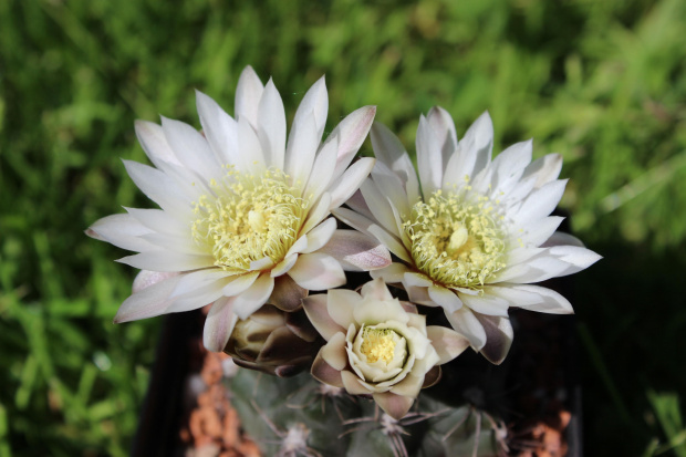 Gymnocalycium taningaense