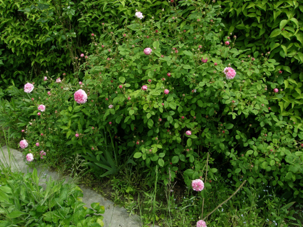 Petite de Holland #irysy #ogród #róże #wiosna