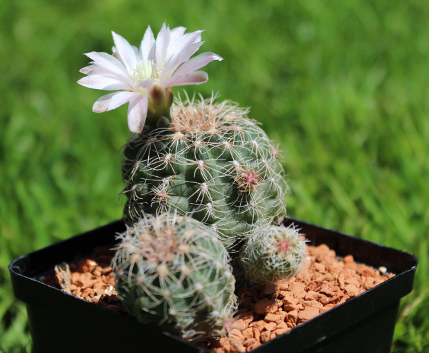 Gymnocalycium bruchii