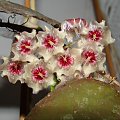 Hoya caudata