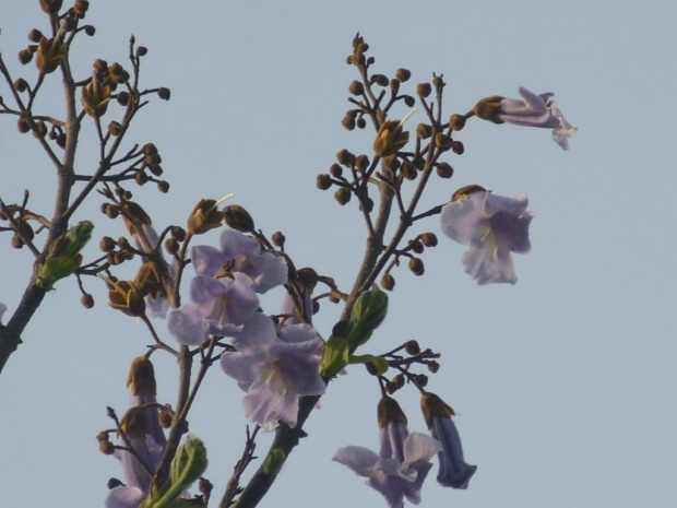 Paulownia