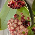 Hoya latifolia & hoya lobbii dark