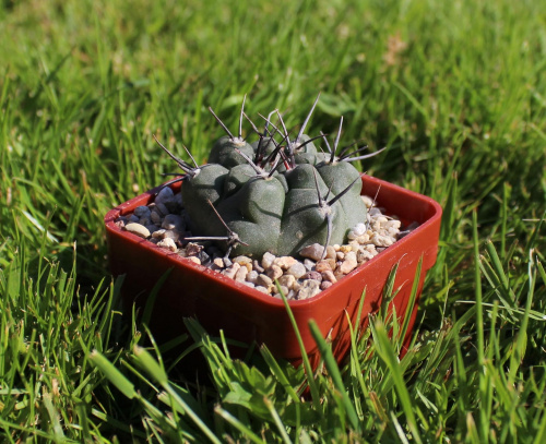 Gymnocalycium fischeri KL 179