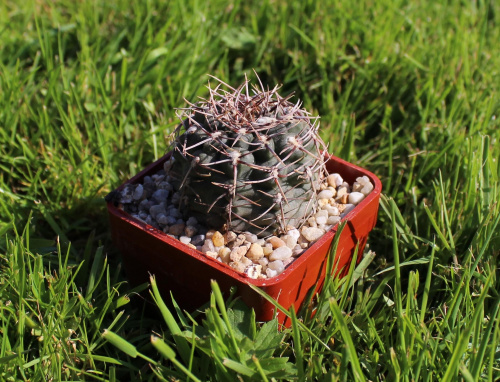 Gymnocalycium borthii MT 07/151