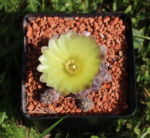 Gymnocalycium andreae P 199