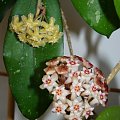 Hoya acuta Chang Island EPC-682 & Hoja erythrina