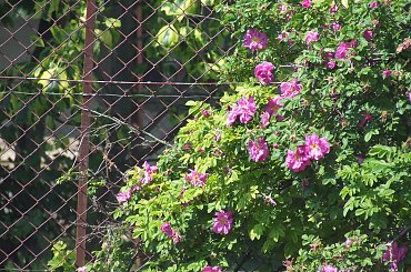 Lu #kot #koty #kwiatki #maj #popiół