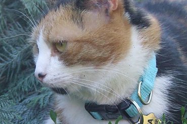 Lu #kot #koty #kwiatki #maj #popiół