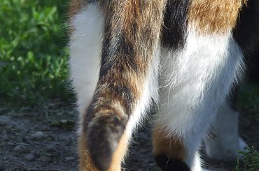 Lu #kot #koty #kwiatki #maj #popiół