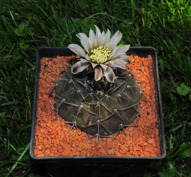 Gymnocalycium riojense