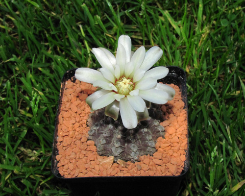 Gymnocalycium stellatum v. zantnerianum