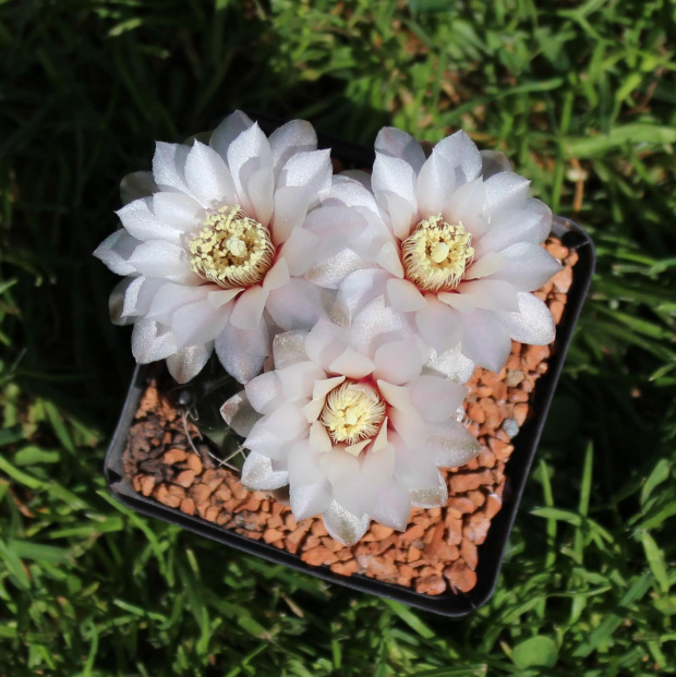 Gymnocalycium erinaceum v. paucisquamosum