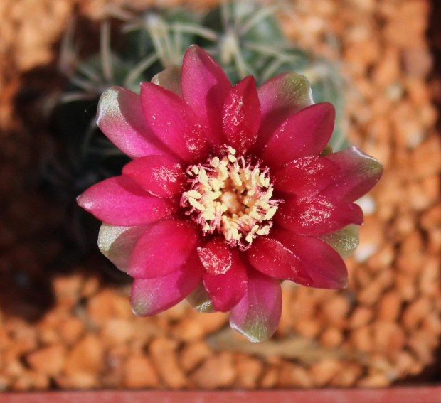 Gymnocalycium baldianum