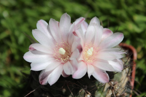 Gymnocalycium carolinense GN 90-273/876