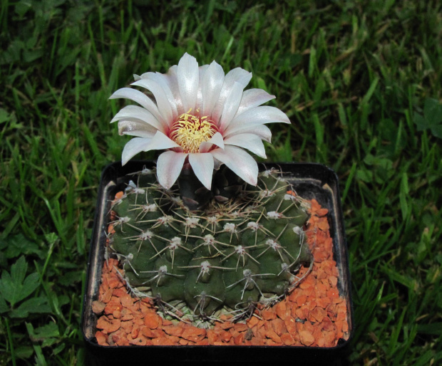 Gymnocalycium stellatum BE 95-48/184