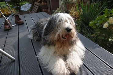 #PON #AmaCanem #szczeniaki #Szczenieta #hodowla #psy