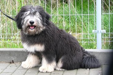 #PON #AmaCanem #szczeniaki #psy #hodowla