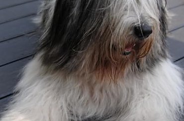 #PON #AmaCanem #szczeniaki #Szczenieta #hodowla #psy