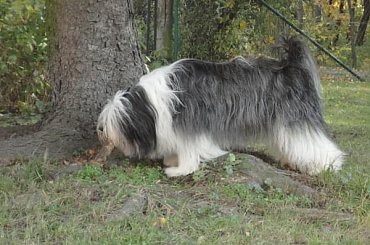 #PON #AmaCanem #Szczeniaki #hodowla