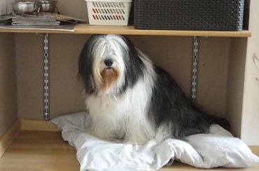 #PON #AmaCanem #Szczeniaki #hodowla