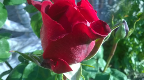 Róża #kwiaty