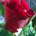 Róża #kwiat