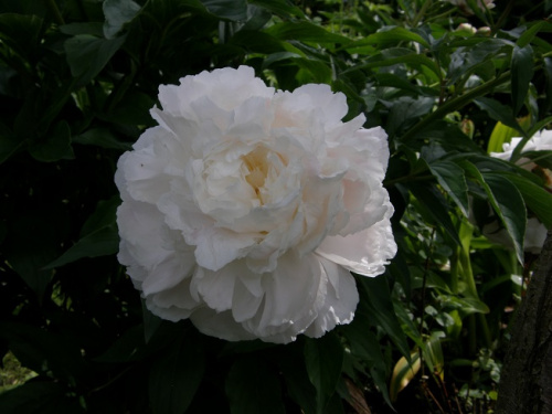 Shirley Temple #kwiaty #ogródek #róże