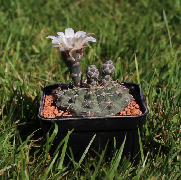 Gymnocalycium quehlianum v. rolfianum