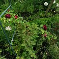 Tuskany #kwiaty #ogródek #róże