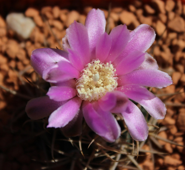 Gymnocalycium neuhuberii VS 7